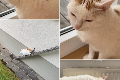 Tiger-Nanny - Mobile Katzenbetreuung Ulm/Neu-Ulm