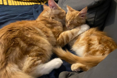 Tiger-Nanny - Mobile Katzenbetreuung Ulm/Neu-Ulm
