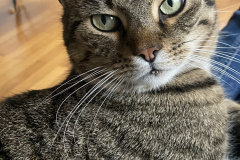 Tiger-Nanny - Mobile Katzenbetreuung Ulm/Neu-Ulm