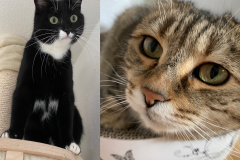 Tiger-Nanny - Mobile Katzenbetreuung Ulm/Neu-Ulm
