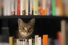 Tiger-Nanny - Mobile Katzenbetreuung Ulm/Neu-Ulm