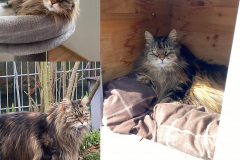 Tiger-Nanny - Mobile Katzenbetreuung Ulm/Neu-Ulm