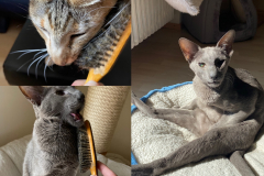 Tiger-Nanny - Mobile Katzenbetreuung Ulm/Neu-Ulm