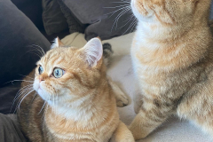 Tiger-Nanny - Mobile Katzenbetreuung Ulm/Neu-Ulm
