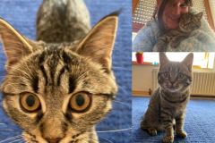 Tiger-Nanny - Mobile Katzenbetreuung Ulm/Neu-Ulm