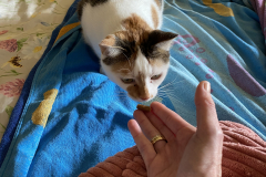 Tiger-Nanny - Mobile Katzenbetreuung Ulm/Neu-Ulm