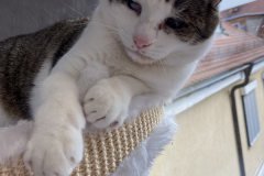Tiger-Nanny - Mobile Katzenbetreuung Ulm/Neu-Ulm