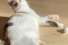 Tiger-Nanny - Mobile Katzenbetreuung Ulm/Neu-Ulm