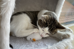 Tiger-Nanny - Mobile Katzenbetreuung Ulm/Neu-Ulm