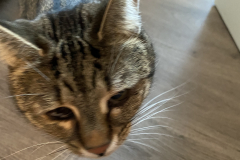 Tiger-Nanny - Mobile Katzenbetreuung Ulm/Neu-Ulm