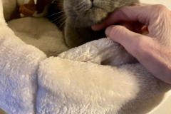 Tiger-Nanny - Mobile Katzenbetreuung Ulm/Neu-Ulm