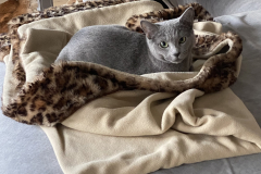Tiger-Nanny - Mobile Katzenbetreuung Ulm/Neu-Ulm