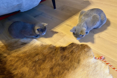 Tiger-Nanny - Mobile Katzenbetreuung Ulm/Neu-Ulm