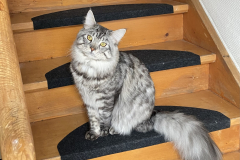 Tiger-Nanny - Mobile Katzenbetreuung Ulm/Neu-Ulm