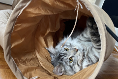 Tiger-Nanny - Mobile Katzenbetreuung Ulm/Neu-Ulm