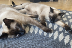 Tiger-Nanny - Mobile Katzenbetreuung Ulm/Neu-Ulm