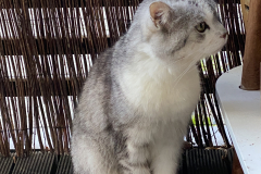 Tiger-Nanny - Mobile Katzenbetreuung Ulm/Neu-Ulm