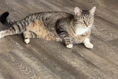 Tiger-Nanny - Mobile Katzenbetreuung Ulm/Neu-Ulm
