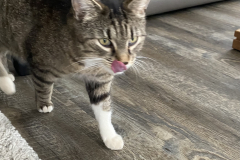 Tiger-Nanny - Mobile Katzenbetreuung Ulm/Neu-Ulm