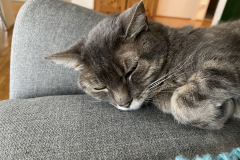Tiger-Nanny - Mobile Katzenbetreuung Ulm/Neu-Ulm