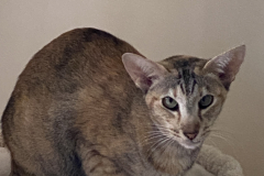 Tiger-Nanny - Mobile Katzenbetreuung Ulm/Neu-Ulm