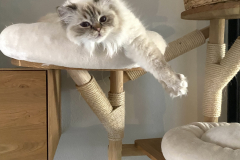 Tiger-Nanny - Mobile Katzenbetreuung Ulm/Neu-Ulm