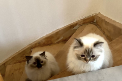Tiger-Nanny - Mobile Katzenbetreuung Ulm/Neu-Ulm