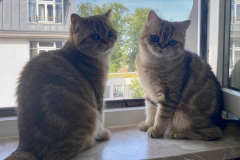 Tiger-Nanny - Mobile Katzenbetreuung Ulm/Neu-Ulm