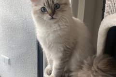 Tiger-Nanny - Mobile Katzenbetreuung Ulm/Neu-Ulm
