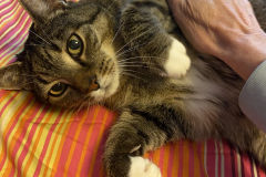 Tiger-Nanny - Mobile Katzenbetreuung Ulm/Neu-Ulm