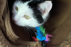 Tiger-Nanny - Mobile Katzenbetreuung Ulm/Neu-Ulm