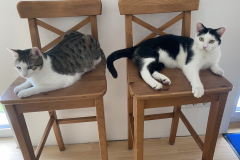 Tiger-Nanny - Mobile Katzenbetreuung Ulm/Neu-Ulm