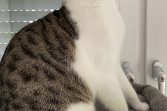 Tiger-Nanny - Mobile Katzenbetreuung Ulm/Neu-Ulm
