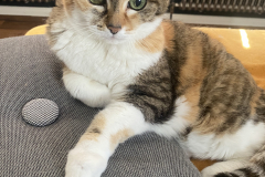 Tiger-Nanny - Mobile Katzenbetreuung Ulm/Neu-Ulm