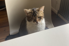 Tiger-Nanny - Mobile Katzenbetreuung Ulm/Neu-Ulm