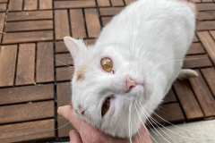 Tiger-Nanny - Mobile Katzenbetreuung Ulm/Neu-Ulm