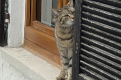 Tiger-Nanny - Mobile Katzenbetreuung Ulm/Neu-Ulm
