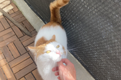 Tiger-Nanny - Mobile Katzenbetreuung Ulm/Neu-Ulm