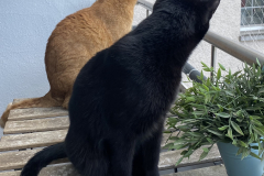 Tiger-Nanny - Mobile Katzenbetreuung Ulm/Neu-Ulm
