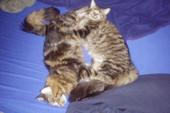 Tiger-Nanny - Mobile Katzenbetreuung Ulm/Neu-Ulm