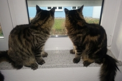 Tiger-Nanny - Mobile Katzenbetreuung Ulm/Neu-Ulm