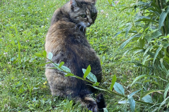 Tiger-Nanny - Mobile Katzenbetreuung Ulm/Neu-Ulm