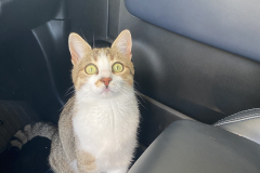 Tiger-Nanny - Mobile Katzenbetreuung Ulm/Neu-Ullm