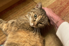 Tiger-Nanny - Mobile Katzenbetreuung Ulm/Neu-Ulm