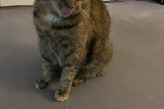 iTiger-Nanny - Mobile Katzenbetreuung Ulm/Neu-Ulm