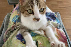 Tiger-Nanny - Mobile Katzenbetreuung Ulm/Neu-Ulm