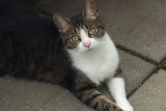 Tiger-Nanny - Mobile Katzenbetreuung Ulm/Neu-Ulm