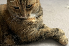 Tiger-Nanny - Mobile Katzenbetreuung Ulm/Neu-Ulm