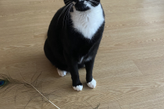 Tiger-Nanny - Mobile Katzenbetreuung Ulm/Neu-Ulm