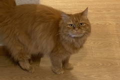 Tiger-Nanny - Mobile Katzenbetreuung Ulm/Neu-Ulm